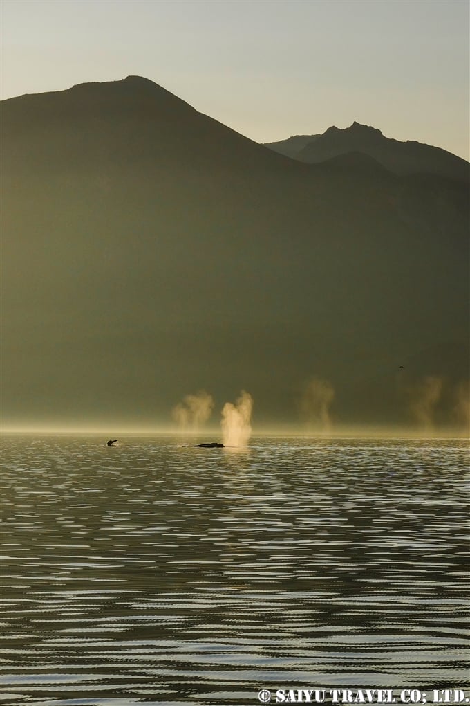 アリューシャン列島　ウナラスカ島　ダッチハーバー　ザトウクジラ　Aleutian Islands Dutch Harbor Unalaska Island Humpback Whale (1)