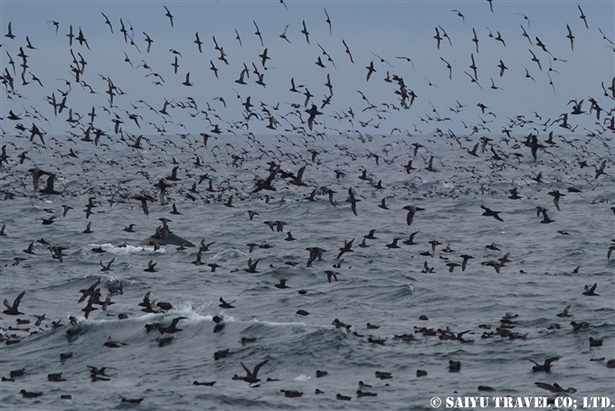 アリューシャン列島　アリューシャンマジック　ハシボソミズナギドリ　ザトウクジラ　Aleutian Islands Short-tailed Shearwater Humpback Whale 採餌海域 (3)