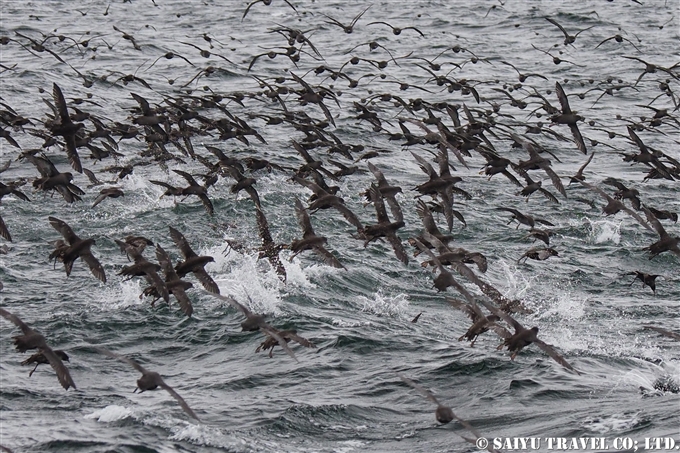 アリューシャンマジック　Aleutian Magic ハシボソミズナギドリの採餌行動　Short-tailed Shearwater (1)