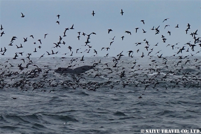 アリューシャン列島　アリューシャンマジック　ハシボソミズナギドリ　ザトウクジラ　Aleutian Islands Short-tailed Shearwater Humpback Whale 採餌海域 (2)