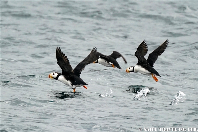 ツノメドリ Horned Puffin アリューシャン列島　アクタン島　アクン島　Aleutian islands Akutan Island Akun Island (6)