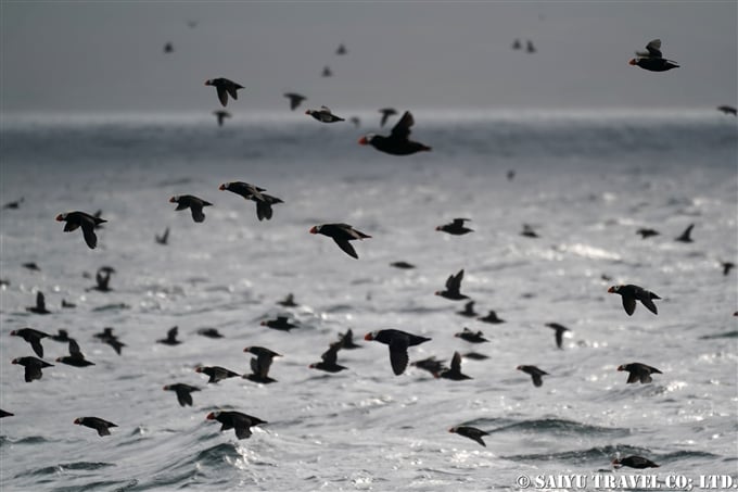エトピリカ Tufted Puffin アリューシャン列島　アクタン島　アクン島　Aleutian islands Akutan Island Akun Island (9)