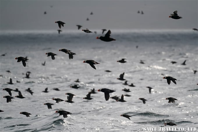 エトピリカ Tufted Puffin アリューシャン列島　アクタン島　アクン島　Aleutian islands Akutan Island Akun Island (9)