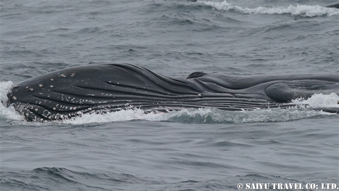 ザトウクジラのランジフィーディング　Lunge Feeding of humpback Whale アリューシャン列島　アリューシャンマジック (5)