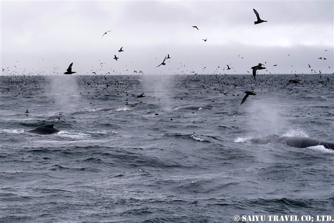 アリューシャン列島　アリューシャンマジック　ハシボソミズナギドリ　ザトウクジラ　Aleutian Islands Short-tailed Shearwater Humpback Whale 採餌海域 (12)
