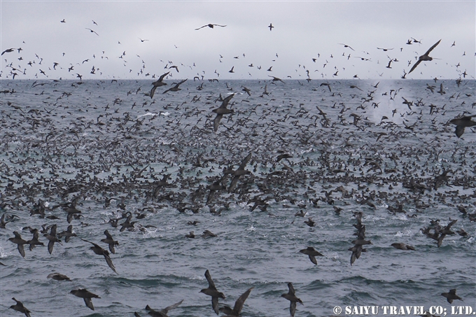 アリューシャン列島　アリューシャンマジック　ハシボソミズナギドリ　ザトウクジラ　Aleutian Islands Short-tailed Shearwater Humpback Whale 採餌海域 (9)