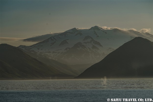 アリューシャン列島　ウナラスカ島　ダッチハーバー　ザトウクジラ　Aleutian Islands Dutch Harbor Unalaska Island Humpback Whale (7)