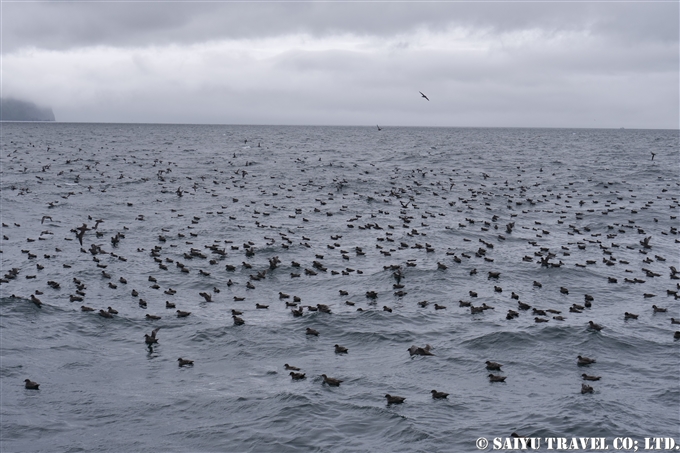 アリューシャン列島　アリューシャンマジック　ハシボソミズナギドリ　ザトウクジラ　Aleutian Islands Short-tailed Shearwater Humpback Whale 採餌海域 (17)