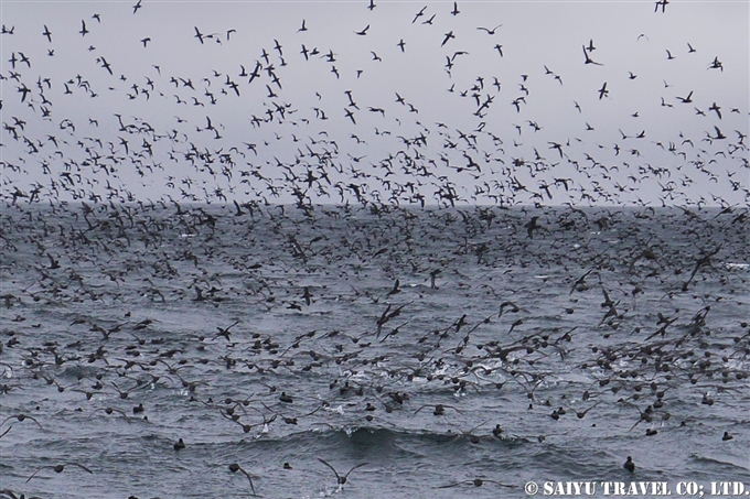 アリューシャン列島　アリューシャンマジック　ハシボソミズナギドリ　ザトウクジラ　Aleutian Islands Short-tailed Shearwater Humpback Whale 採餌海域 (6)