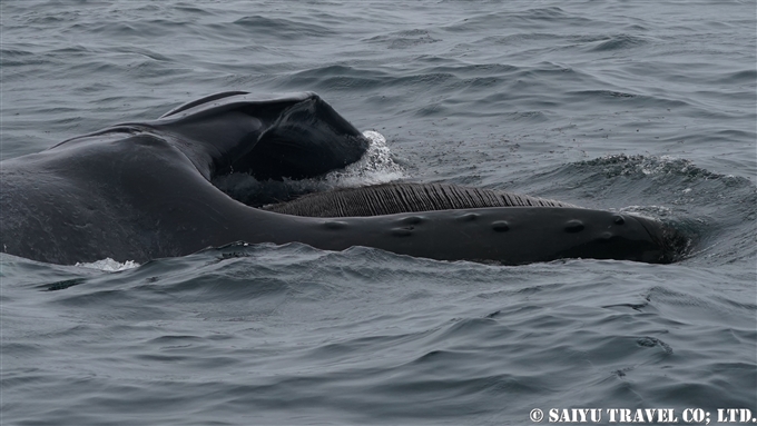 ザトウクジラのランジフィーディング　Lunge Feeding of humpback Whale アリューシャン列島　アリューシャンマジック (10)