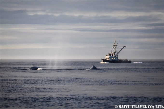 アリューシャン列島　ウナラスカ島　ダッチハーバー　ザトウクジラ　Aleutian Islands Dutch Harbor Unalaska Island Humpback Whale