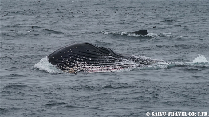 ザトウクジラのランジフィーディング　Lunge Feeding of humpback Whale アリューシャン列島　アリューシャンマジック (4)