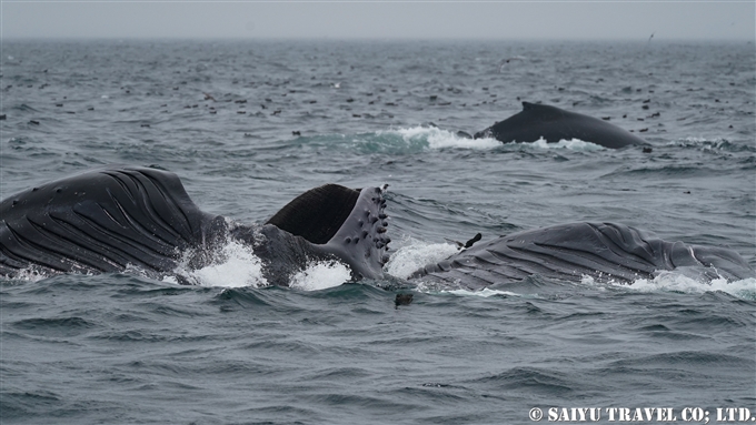 ザトウクジラのランジフィーディング　Lunge Feeding of humpback Whale アリューシャン列島　アリューシャンマジック (8)