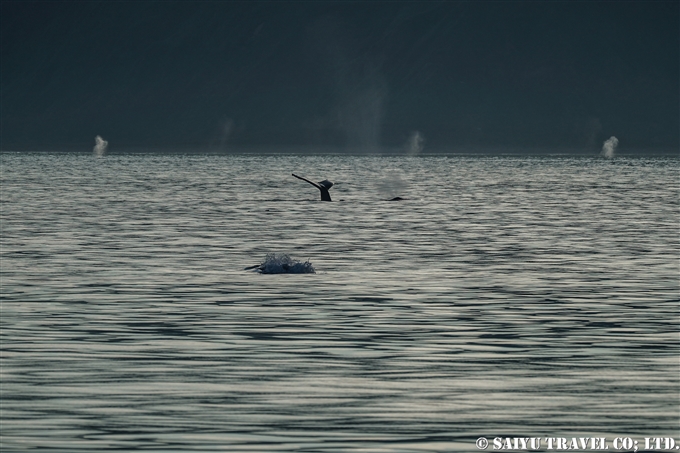 アリューシャン列島　ウナラスカ島　ダッチハーバー　ザトウクジラ　Aleutian Islands Dutch Harbor Unalaska Island Humpback Whale (3)