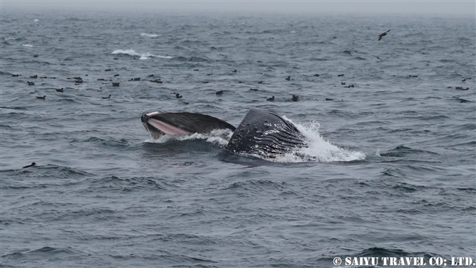 ザトウクジラのランジフィーディング　Lunge Feeding of humpback Whale アリューシャン列島　アリューシャンマジック (6)