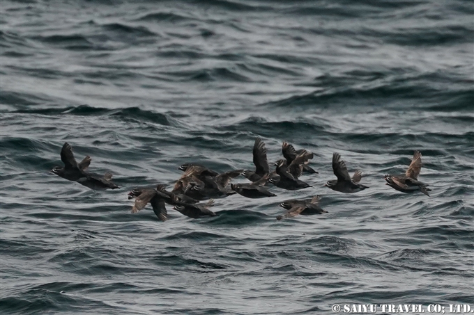 シラヒゲウミスズメ Whiskered Auklet アリューシャン列島　アクタン島　アクン島　Aleutian islands Akutan Island Akun Island (3)