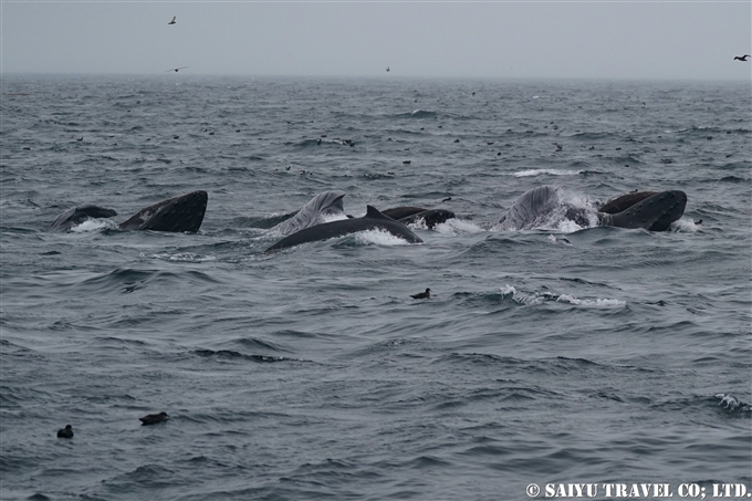 ザトウクジラのランジフィーディング　Lunge Feeding of humpback Whale アリューシャン列島　アリューシャンマジック (3)