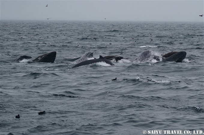 ザトウクジラのランジフィーディング　Lunge Feeding of humpback Whale アリューシャン列島　アリューシャンマジック (3)