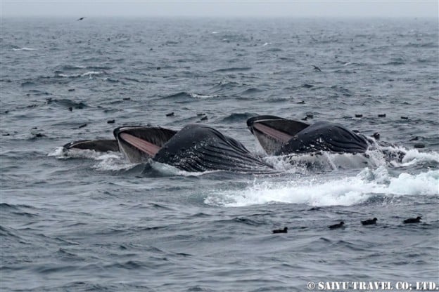 ザトウクジラのランジフィーディング　Lunge Feeding of humpback Whale アリューシャン列島　アリューシャンマジック (2)