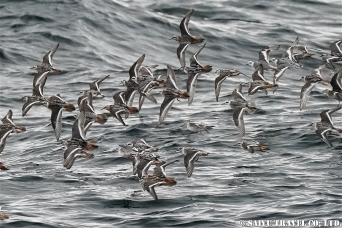 ハイイロヒレアシシギ Red phalarope アリューシャン列島　アクタン島　アクン島　Aleutian islands Akutan Island Akun Island