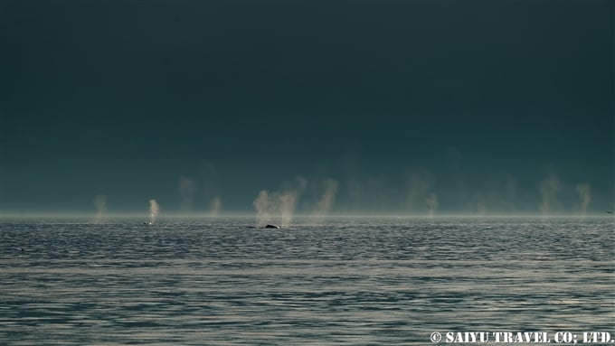 アリューシャン列島　ウナラスカ島　ダッチハーバー　ザトウクジラ　Aleutian Islands Dutch Harbor Unalaska Island Humpback Whale (6)