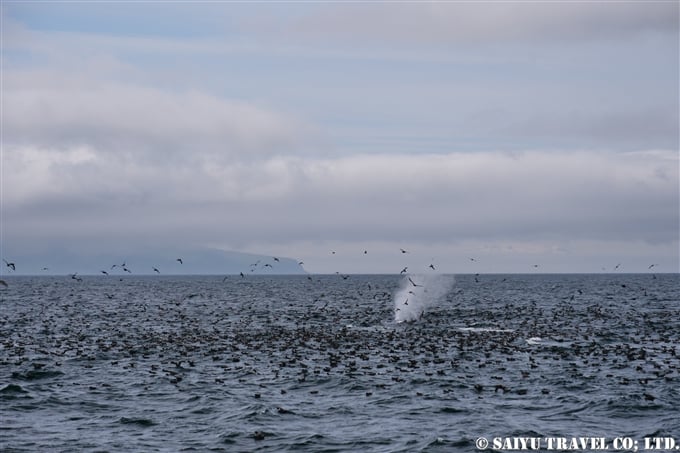 ハシボソミズナギドリShort-tailed Shearwater アリューシャン列島　アクタン島　アクン島　Aleutian islands Akutan Island Akun Island (19)