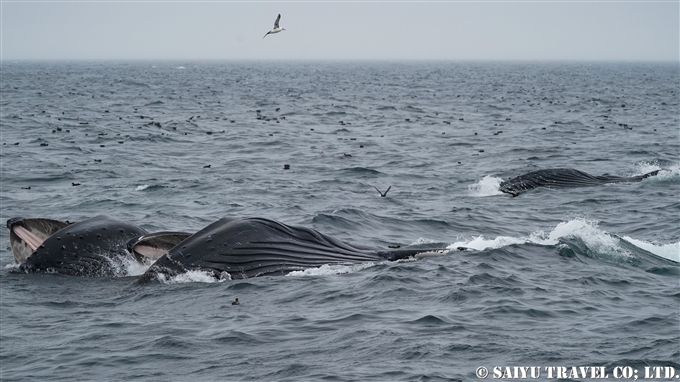ザトウクジラのランジフィーディング　Lunge Feeding of humpback Whale アリューシャン列島　アリューシャンマジック (7)