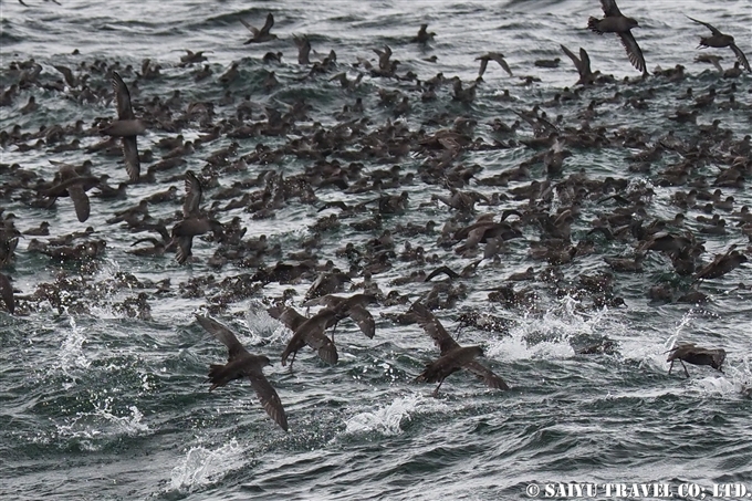 アリューシャンマジック　Aleutian Magic ハシボソミズナギドリの採餌行動　Short-tailed Shearwater (2)