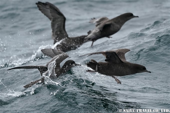 アリューシャン列島　アリューシャンマジック　ハシボソミズナギドリ　ザトウクジラ　Aleutian Islands Short-tailed Shearwater Humpback Whale 採餌海域 (5)