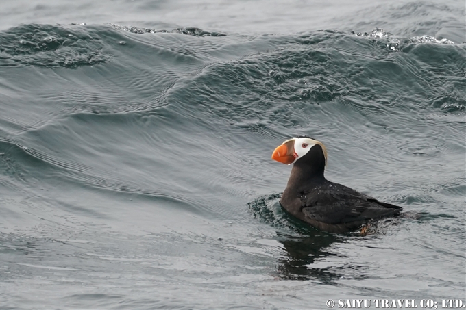 エトピリカ Tufted Puffin アリューシャン列島　アクタン島　アクン島　Aleutian islands Akutan Island Akun Island (10)