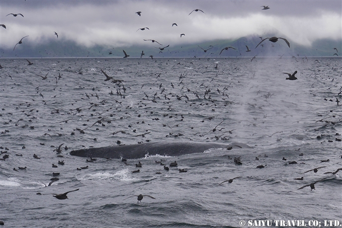 アリューシャン列島　アリューシャンマジック　ハシボソミズナギドリ　ザトウクジラ　Aleutian Islands Short-tailed Shearwater Humpback Whale 採餌海域 (14)