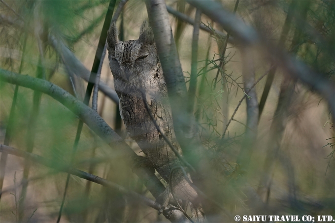 Pallid Scops Owl サバクミミズク　Little Rann of Kutch (5)