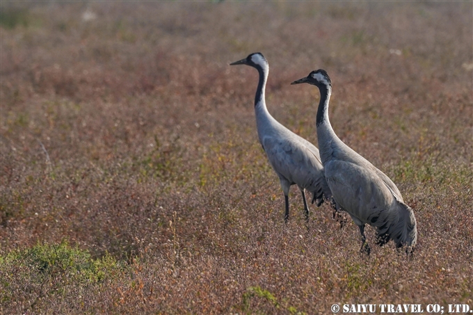 Common Crane クロヅル　Grus Grus 小カッチ湿地　Little Rann of Kutch (4)