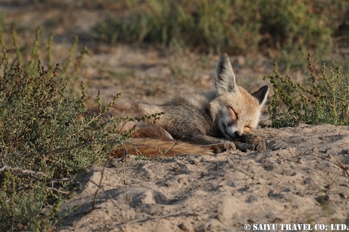 シロアシギツネ、White-footed fox、Vulpes vulpes pusilla、小カッチ湿地、Little Rann of Kutch (1)