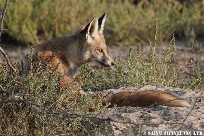 シロアシギツネ、White-footed fox、Vulpes vulpes pusilla、小カッチ湿地、Little Rann of Kutch (4)