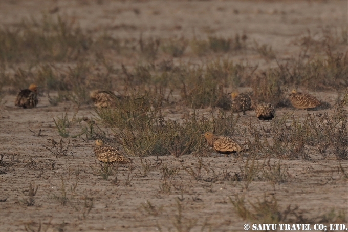 チャバラサケイ　Chestnut-bellied Sandgrouse　小カッチ湿地　Little Rann of Kutch グジャラート (6)