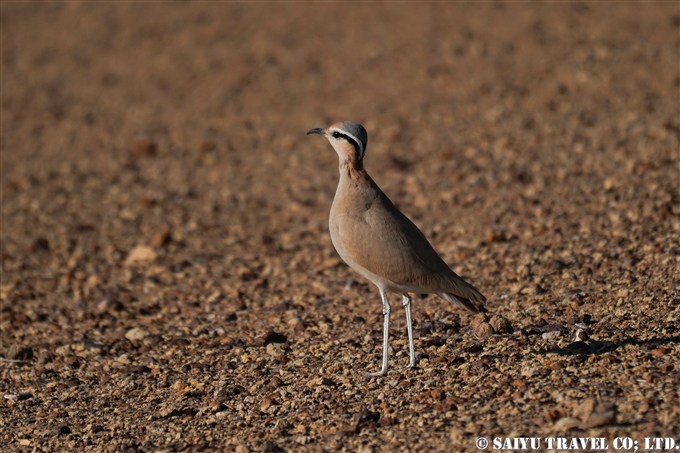 スナバシリ Cream-coloured Courser インド　ラジャスタン (4)