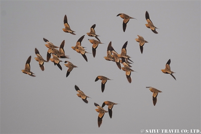 チャバラサケイ　Chestnut-bellied Sandgrouse　小カッチ湿地　Little Rann of Kutch グジャラート (9)