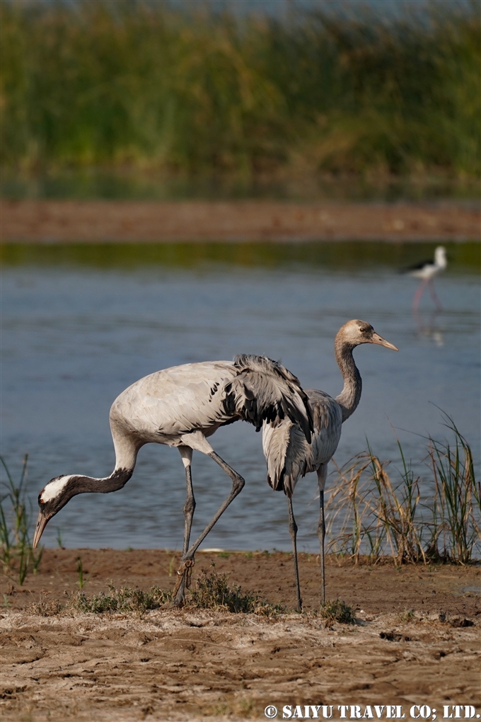 Common Crane クロヅル　Grus Grus 小カッチ湿地　Little Rann of Kutch (6)