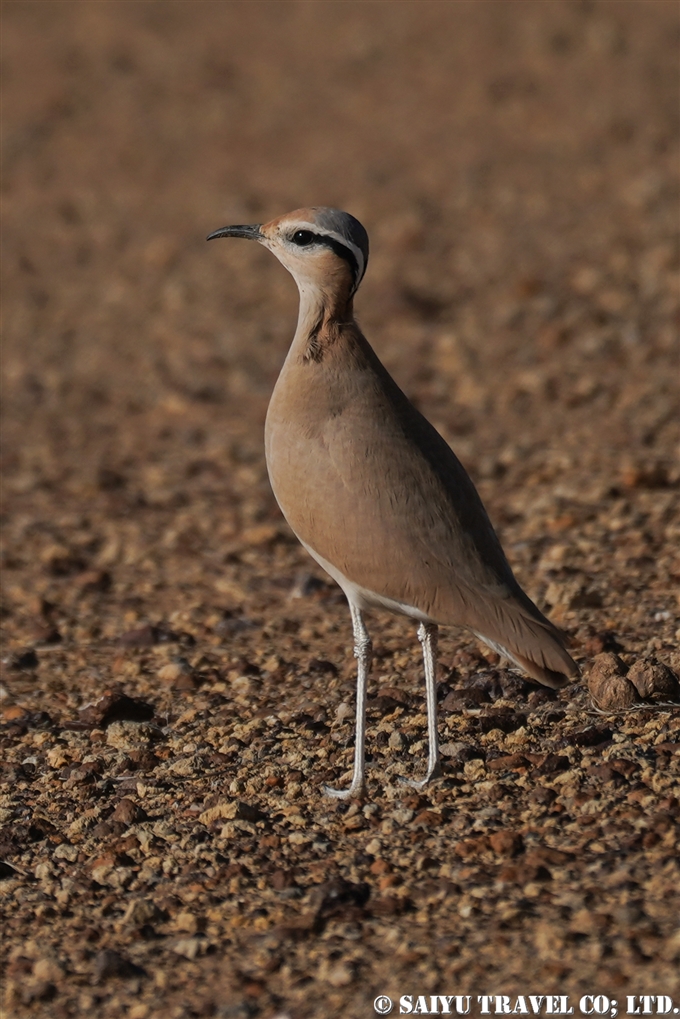 スナバシリ Cream-coloured Courser インド　ラジャスタン (3)