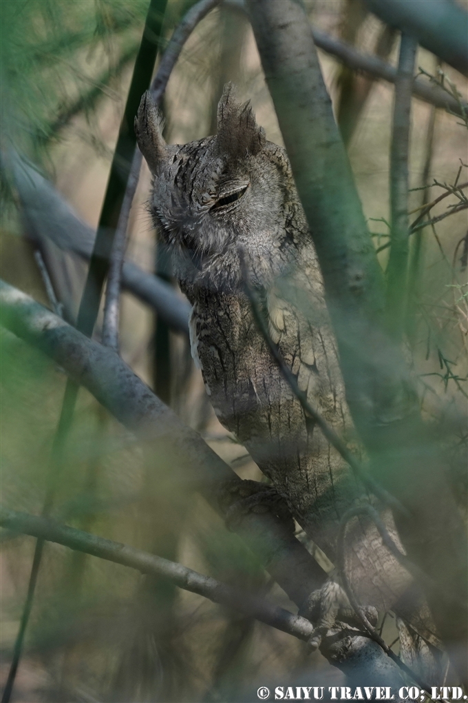 Pallid Scops Owl サバクミミズク　Little Rann of Kutch (4)