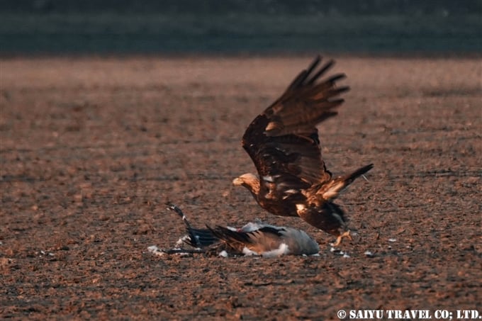 カタシロワシ Eastern Imperial Eagle 小カッチ湿地　Little Rann of Kutch グジャラート (5)