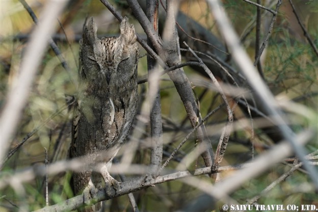 Pallid Scops Owl サバクミミズク　Little Rann of Kutch (2)