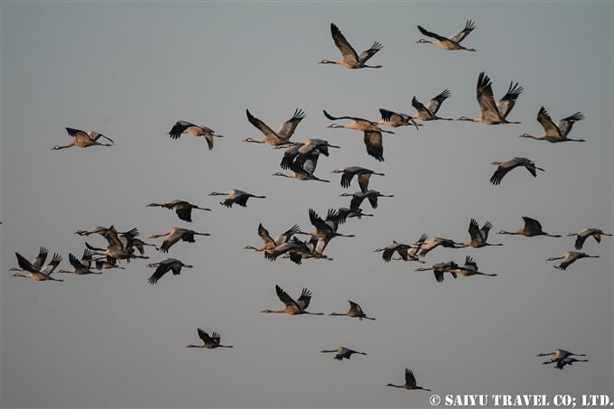 Common Crane クロヅル　Grus Grus 小カッチ湿地　Little Rann of Kutch (2)