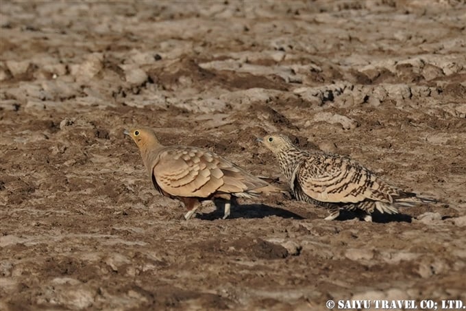 チャバラサケイ　Chestnut-bellied Sandgrouse　小カッチ湿地　Little Rann of Kutch グジャラート (4)