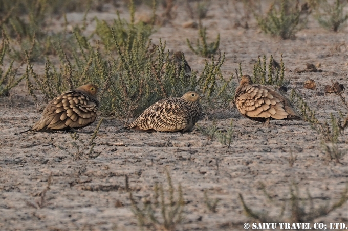 チャバラサケイ　Chestnut-bellied Sandgrouse　小カッチ湿地　Little Rann of Kutch グジャラート (7)