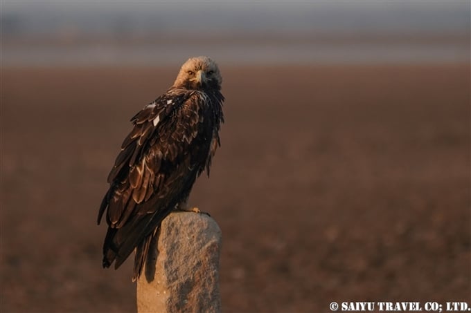 カタシロワシ Eastern Imperial Eagle 小カッチ湿地　Little Rann of Kutch グジャラート (1)