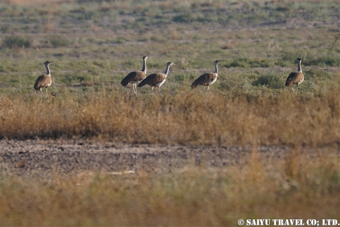 インドオオノガン Great Indian Bustard ラジャスタン Desert National Park (4)