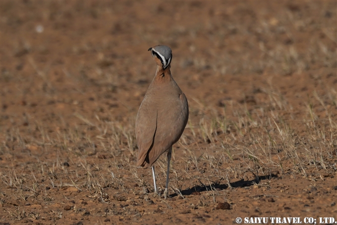 スナバシリ Cream-coloured Courser インド　ラジャスタン (2)