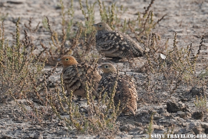 チャバラサケイ　Chestnut-bellied Sandgrouse　小カッチ湿地　Little Rann of Kutch グジャラート (10)